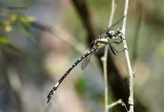 Parasynthemis regina