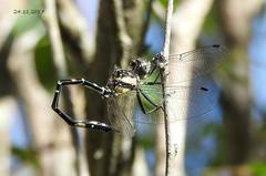 Parasynthemis regina