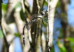 Parasynthemis regina