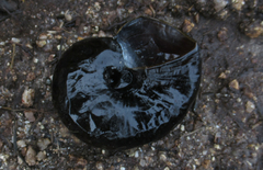 Powelliphanta