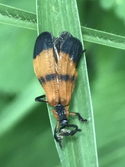 Calopteron terminale