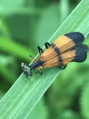 Calopteron terminale