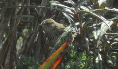 Poodytes punctatus punctatus