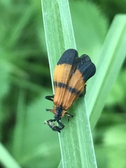 Calopteron terminale