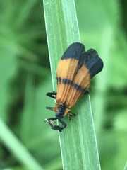 Calopteron terminale