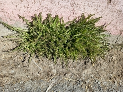 Taraxacum ceratophorum