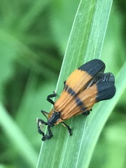 Calopteron terminale