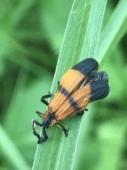 Calopteron terminale