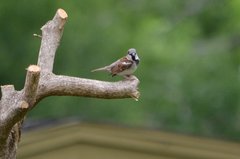 Passer domesticus