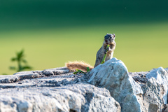 Notocitellus annulatus