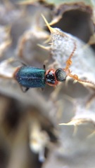 Collops marginicollis