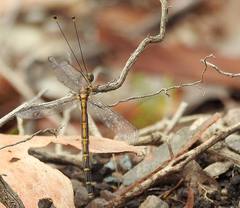 Suhpalacsa subtrahens