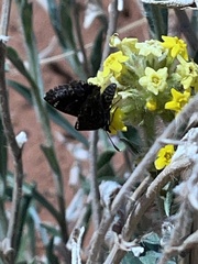 Hesperopsis alpheus