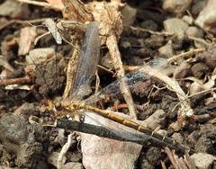 Suhpalacsa subtrahens