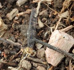 Suhpalacsa subtrahens