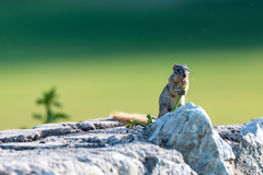 Notocitellus annulatus