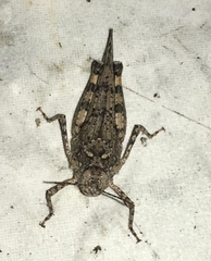 Acrididae
