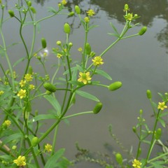 Ranunculus sceleratus