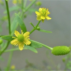 Ranunculus sceleratus