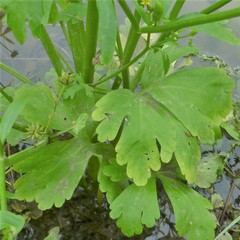 Ranunculus sceleratus