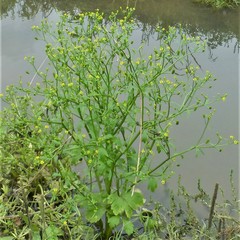 Ranunculus sceleratus
