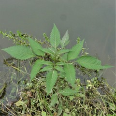Bidens frondosa