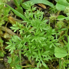 Soliva sessilis