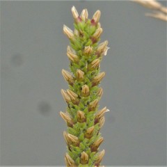 Plantago rhodosperma