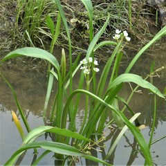 Sagittaria