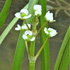 Sagittaria