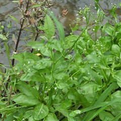 Samolus parviflorus