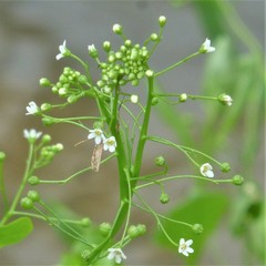 Samolus parviflorus