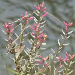 Rorippa sessiliflora