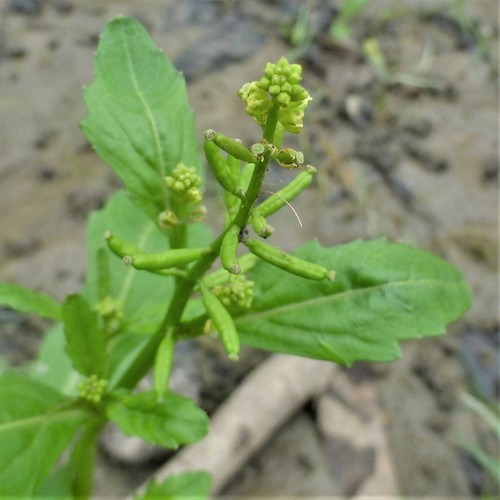 Rorippa sessiliflora (Nutt.) Hitchc.