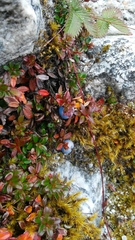 Gaultheria trichophylla
