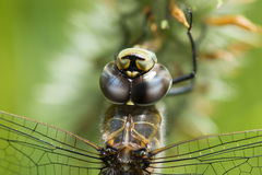 Rhionaeschna diffinis