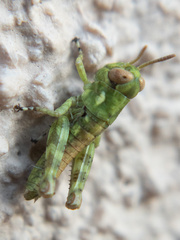 Melanoplus splendidus