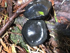 Pseudoplectania melaena