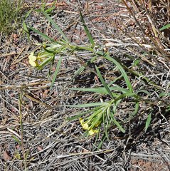 Lithospermum multiflorum