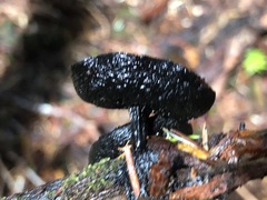 Pseudoplectania melaena