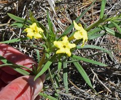 Lithospermum multiflorum