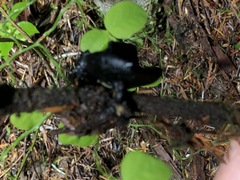Pseudoplectania melaena