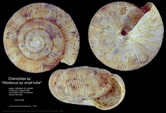 Image of Allodiscus laganus