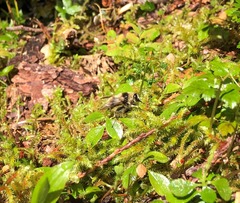 Criorhina