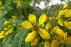 Senna polyantha