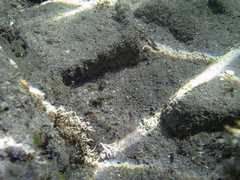 Centropogon australis