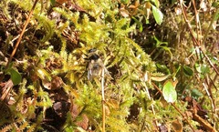 Criorhina