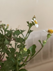 Bidens alba