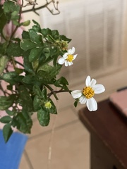 Bidens alba