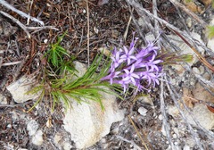 Merciera azurea